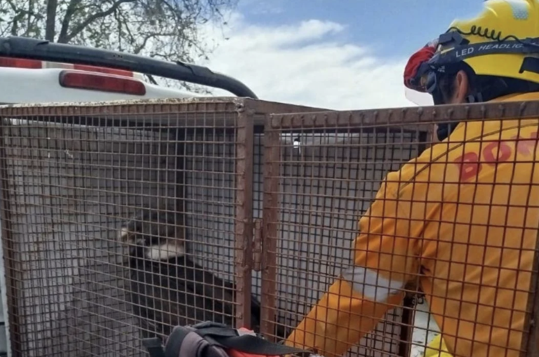 Dispararon contra un cóndor andino en Traslasierra